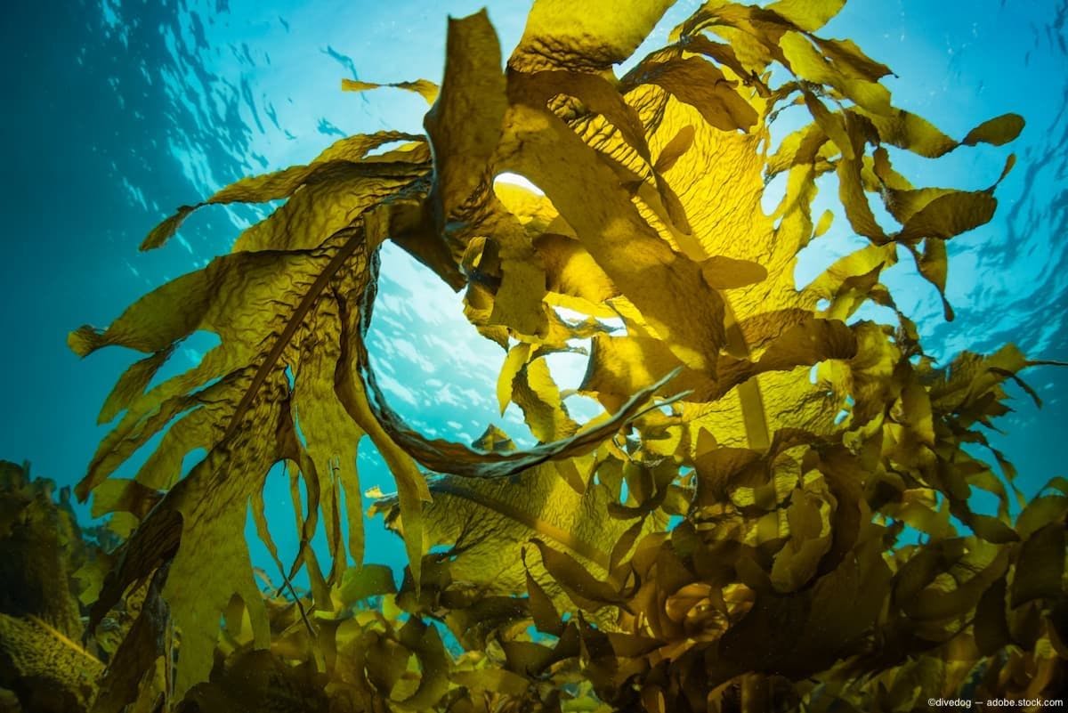 Seaweed floating in water Image Credit: AdobeStock/divedog