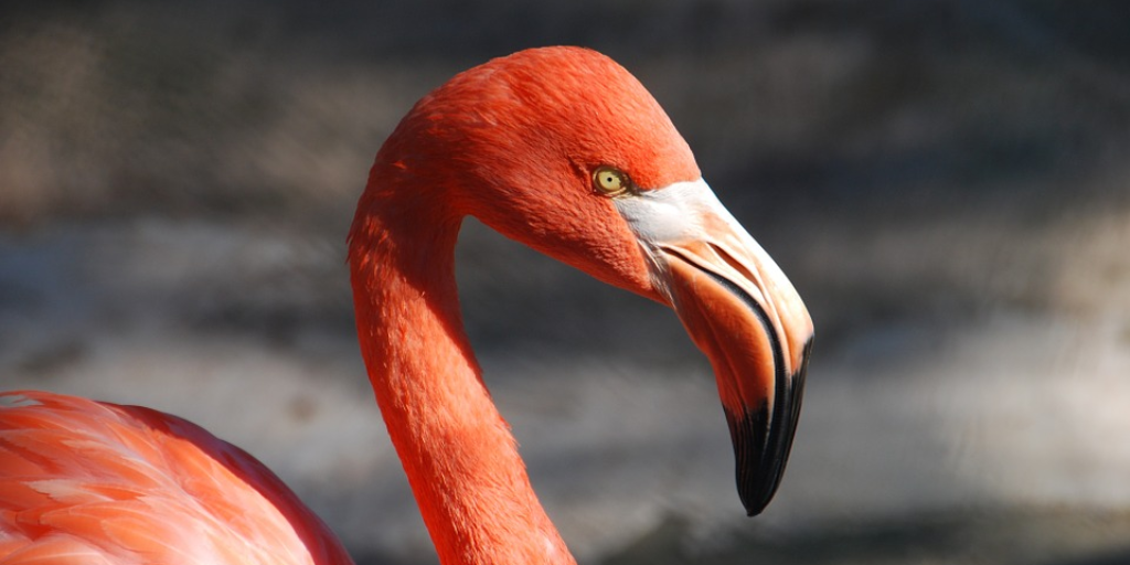 flamingo pink from Astaxanthin